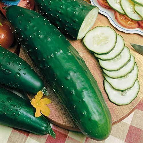 Willvine Select Slicer Hybrid Cucumber Seeds-SWAT-3F-picture-31