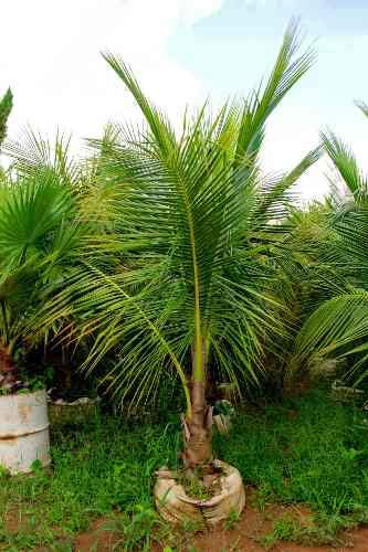 Muda De Coco Amarelo