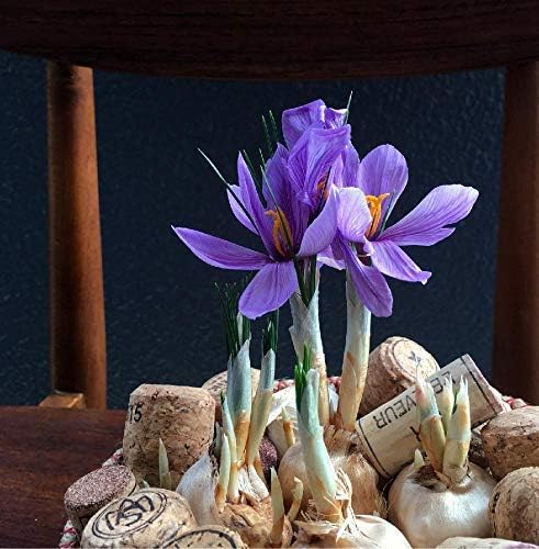 Amazon サフラン球根 特大球 30球セット 球根