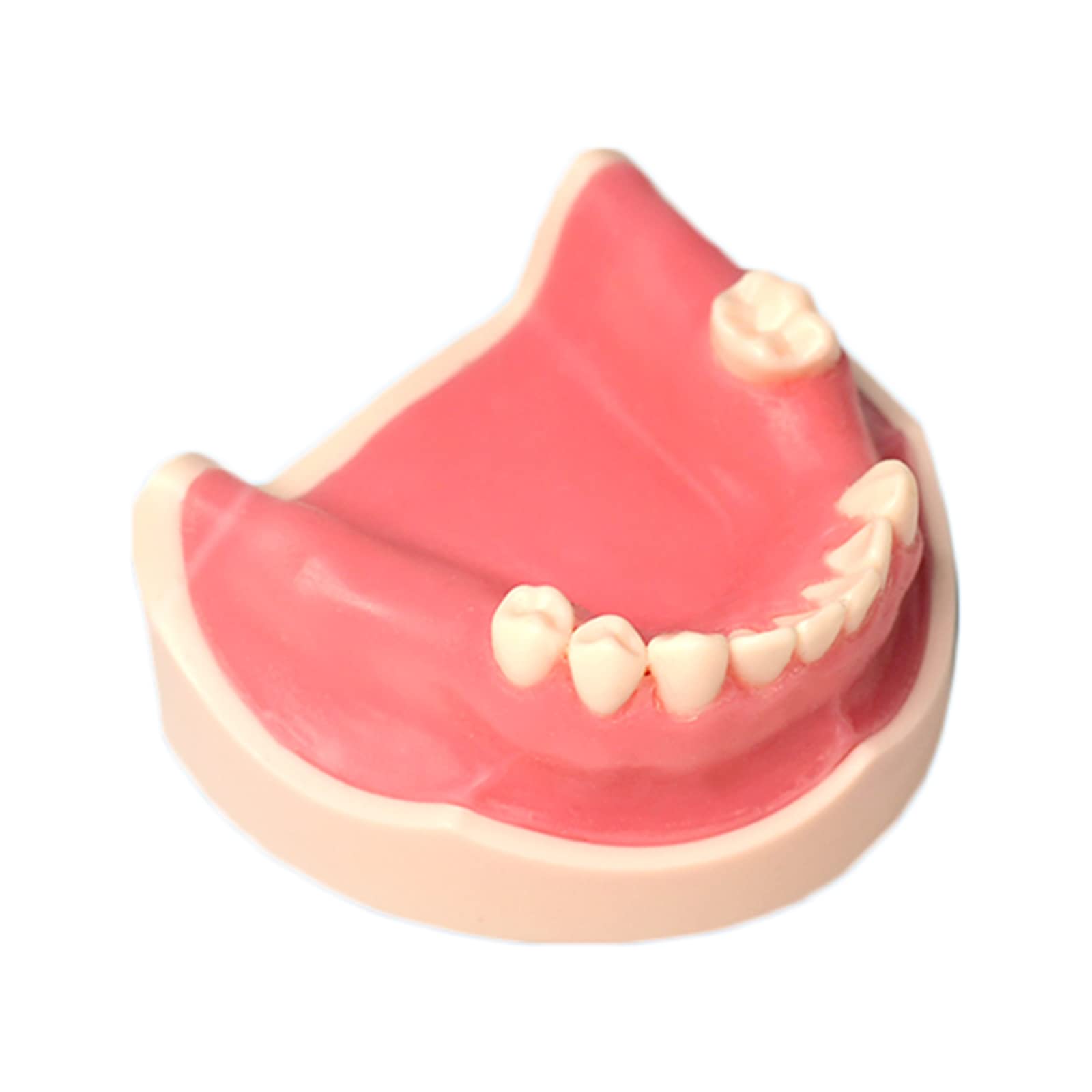Model szczęki żuchwy implantologicznej, model do nauki, anatomiczny model zębów, silikonowy model szwu do materiałów do ćwiczeń dentystycznych, do nauki, Gdisplay