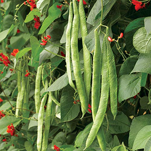 Suttons Bean (Runner) Seeds - Scarlet Emperor Vegetable Seed Approx. 50 Seeds per Pack Grow Your own Ideal for Beds and Borders