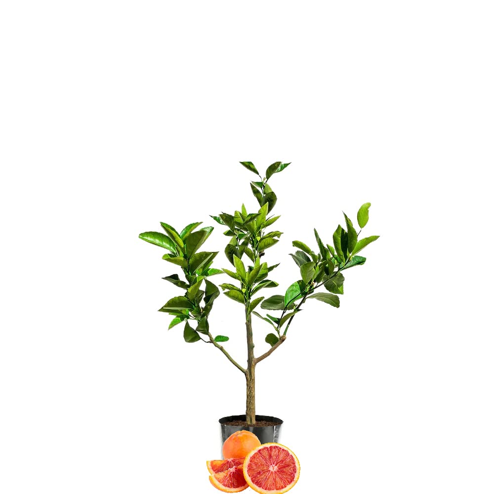 See full amazon price history chart for IXORA Orange Blood Variety santra Fruit Grafted Live Plant & Tree(1-2 Feet Size) IXORA Orange Blood Variety santra Fruit Grafted Live Plant & Tree(1-2 Feet Size) (B0BMGTQY9Z) Amazon Price History, Amazon Price Tracker