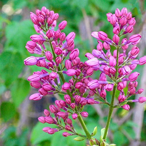 Rosie Beach Party Lilac Starter Shrub, grown in a 4 inch pot