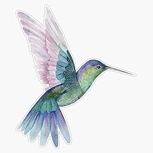 Hummingbird Sticker Bumper Sticker Vinyl Decal 5"