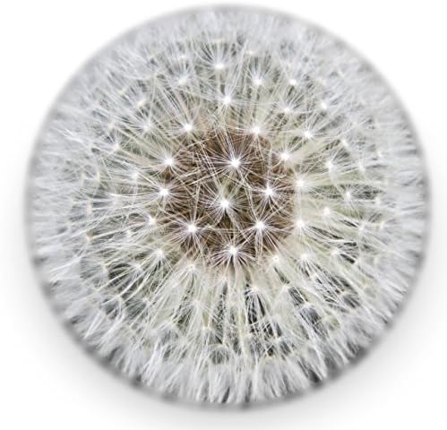 Dandelion Paperweight with Free Card - Made from a Real Dandelion with Free So Many Weeds, So Little Thyme Card and Envelope