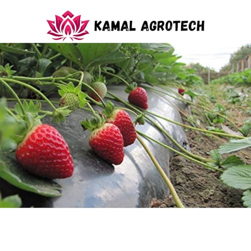 Kamal Agrotech Mulching Sheet 1m x 400m - Image 6