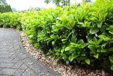 10 x Kirschlorbeer Novita 30-40 cm im Topf | Immergrüne Heckenpflanze schnellwachsend | winterhart & robust | Sichtschutz Lorbeerkirsche sofort pflanzbar