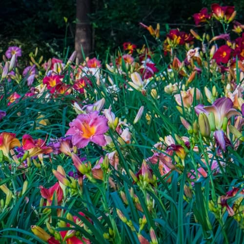 6 Pack - Daylilies by The Dozen Easy to Grow Growers Choice (6 Bareroots)