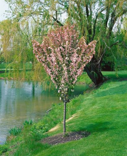 Apfelbaum 'Adirondack' 150-200 cm Topf Malus Obstbaum winterhart