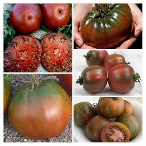 Mezcla de semillas de tomate negro, más de 20 semillas - Mezcla de semillas de tomate P 605