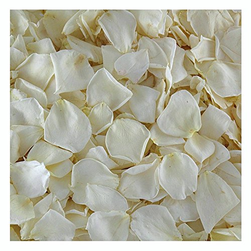 Premium Quality Real Rose Petals. Freeze Dried Rose Petals for Bridal Toss, Wedding Aisles, and Party Decorations, 15 cups rose petals, Handmade in Oregon USA (Ivory)