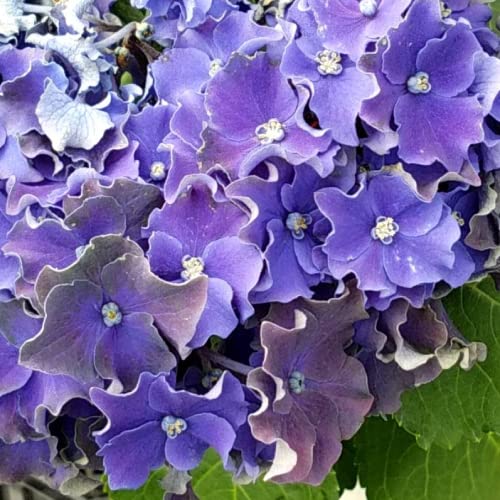 Amazon.co.jp: Hydrangea (Hydrangea/Hydrangea) Curly Sparkle