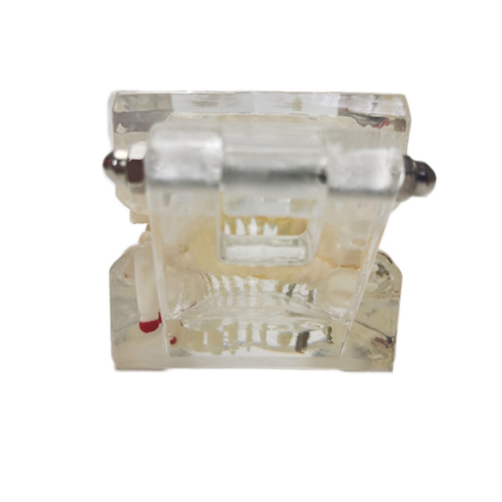 Modello Dentale Denti Impianto Restauro Ponte Insegnamento Studio Scienza Medica Malattia Dentista Odontoiatria Prodotti Regalo Dentale
