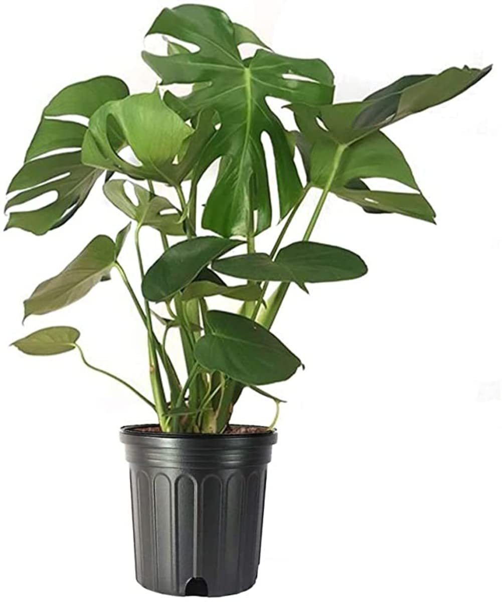 Garden Art Split Leaf Live Plant with Plastic Pot for Indoor | Monstera (B0B8ZH3477) Amazon Price History, Amazon Price Tracker