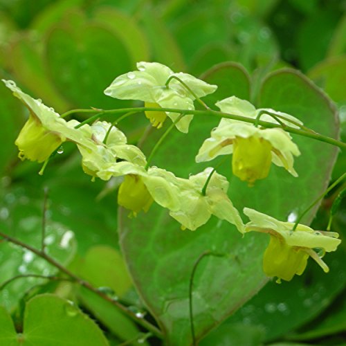 Blumixx Stauden Epimedium x versicolor 'Sulphureum' - Elfenblume, im 0,5 Liter Topf, schwefelgelb blühend Cover
