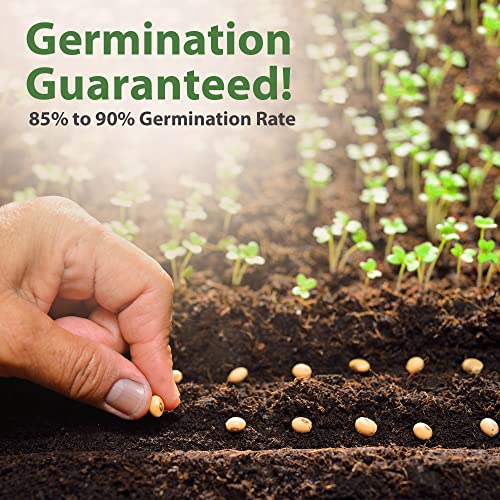 32 Vegetable Seeds - 16000+ Non Gmo, Heirloom Seeds For Home Garden Outdoors - Plant Survival Seeds Like Cabbage, Onion, Spinach, Peas, Turnip, Cucumber Seeds, Lettuce Seeds - Usa Garden Seeds #TOP4