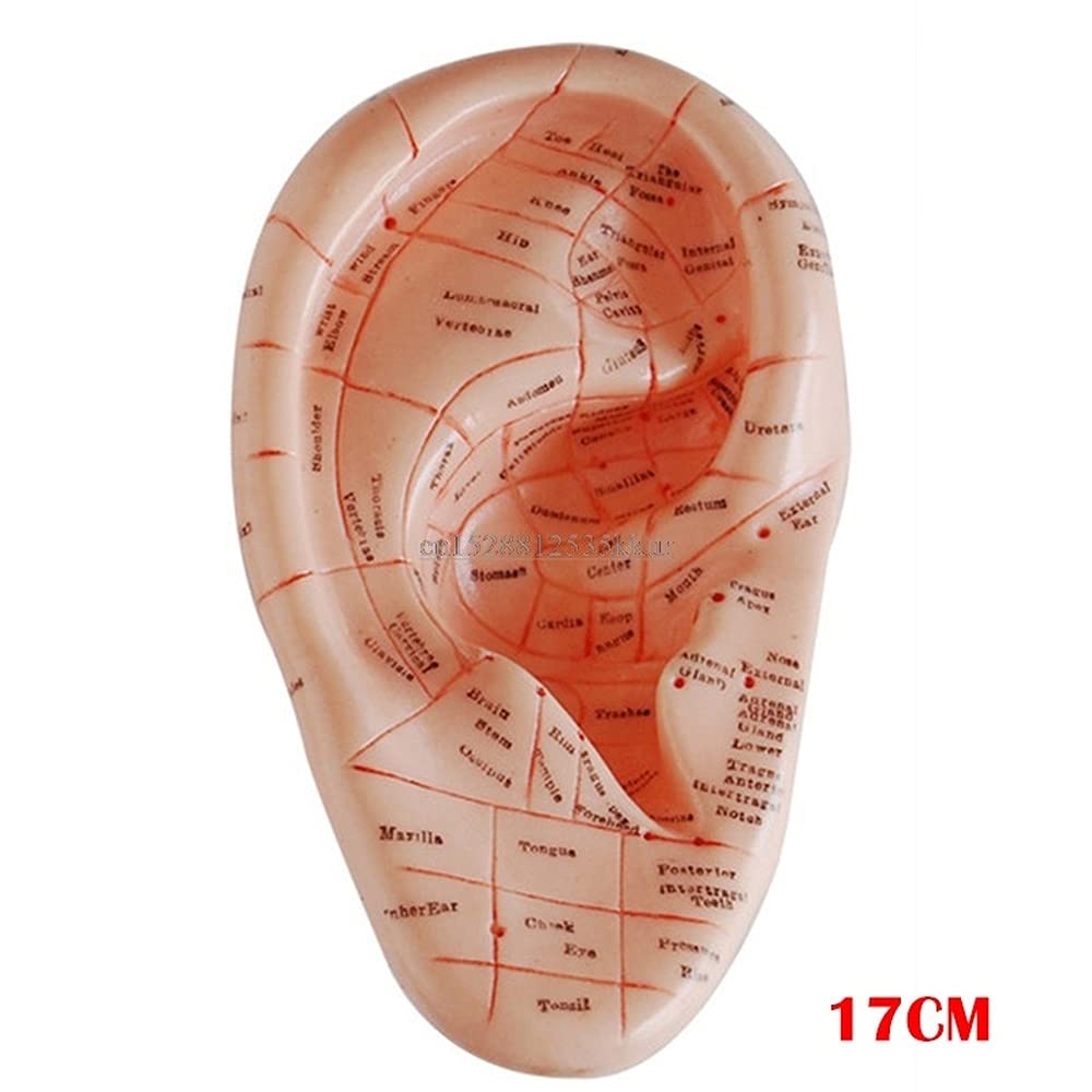 Ear Acupuncture Point Model, 17cm Professional Medical Acupuncture Ear With - View #10