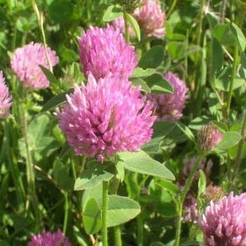 Outsidepride Perennial Red Clover Seeds - 1/4 lbs. Self-Seeding, Nitrocoated, Inoculated Clover Seeds for Lawn, Yard, Forage, Pasture, Hay, Nitrogen Fixation, Soil Improvement & Crop Rotation Programs
