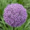 3 X ALLIUM/SIERUI GLADIATOR.MAAT 24 +