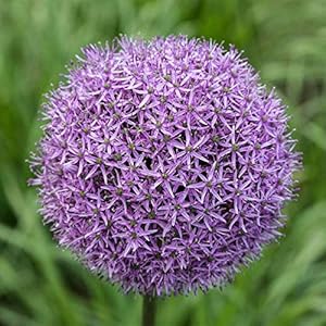 3 X ALLIUM/SIERUI GLADIATOR.MAAT 24 +