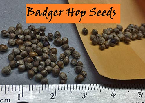 Wild Badger - Hop Seeds (50 Seeds) Wild Badger - Hop Seeds (50 Seeds)
