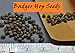 Wild Badger - Hop Seeds (50 Seeds)