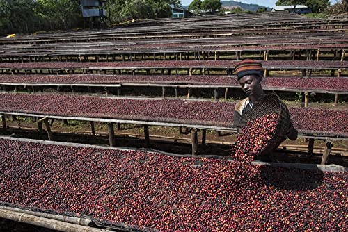 Lily's Coffee Specialty Ethiopian Longberry Harrar, Natural Process, Whole Bean, Single-Origin, Medium Roast,100% Arabica Beans, Notes Of Blueberry, Dark Cherry, & Chocolate, 8Oz Bag #TOP6