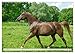 Elegant Horses - Exuberant and Carefree (Wall Calendar 2026 DIN A3 Landscape), CALVENDO Monthly Calendar: Horses in Trot and Gallop on the Paddle (CALVENDO Animals)