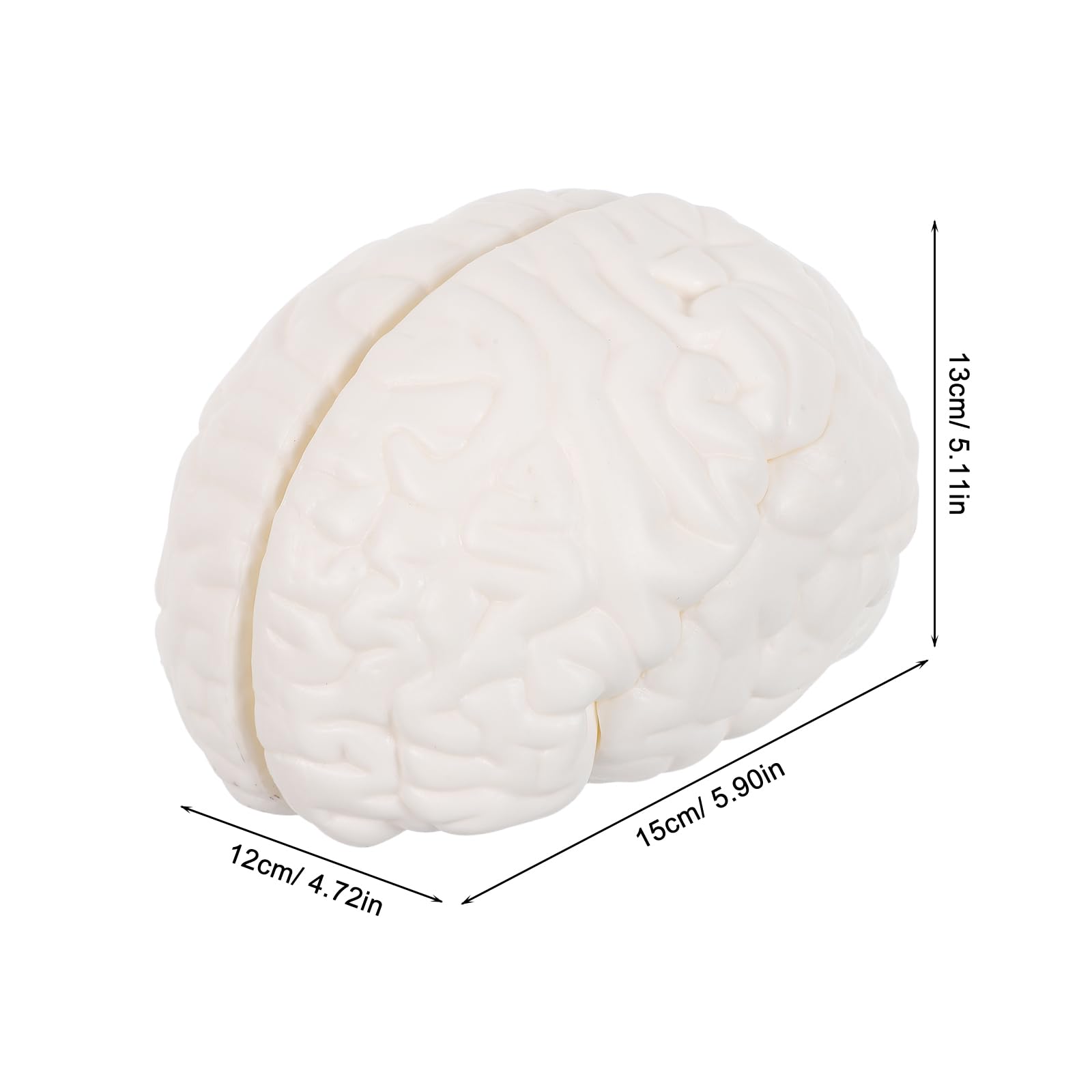 Modello Anatomico Cervello Dettagli Realistici, 3 Parti Smontabili, Materiale Durevole, Strumento per Studio Biologia e Ricerca Medica