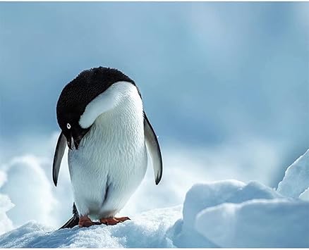 Amazon Co Jp ポスター ペンギン アートファッショナブルなインテリアイラスト壁紙 フレームなし 40x50cm ホビー