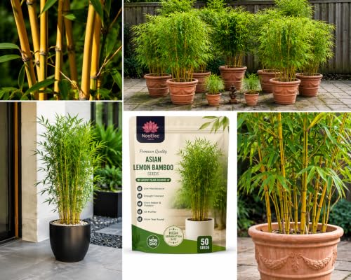 Image of Asian Yellow Lemon Bamboo Seeds- Air Purifier - Grow Indoor /Outdoor