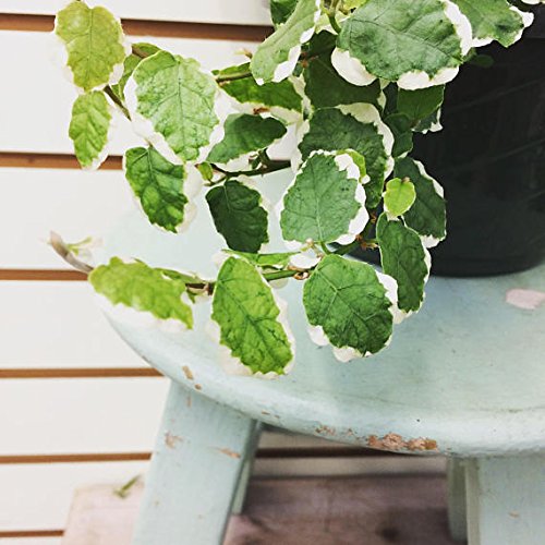 Ficus pumila Variegated Creeping Fig Plant 6 Ficus pumila Variegated Creeping Fig Plant 6"