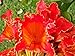 15 RED AFRICAN TULIP TREE (Fire Tree / Flame of the Forest / Fountain Tree) Spathodea Companulata Seeds