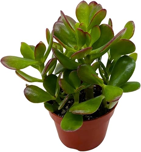BubbleBlooms Suculenta de jade en una maceta de 4 pulgadas Crassula ovata