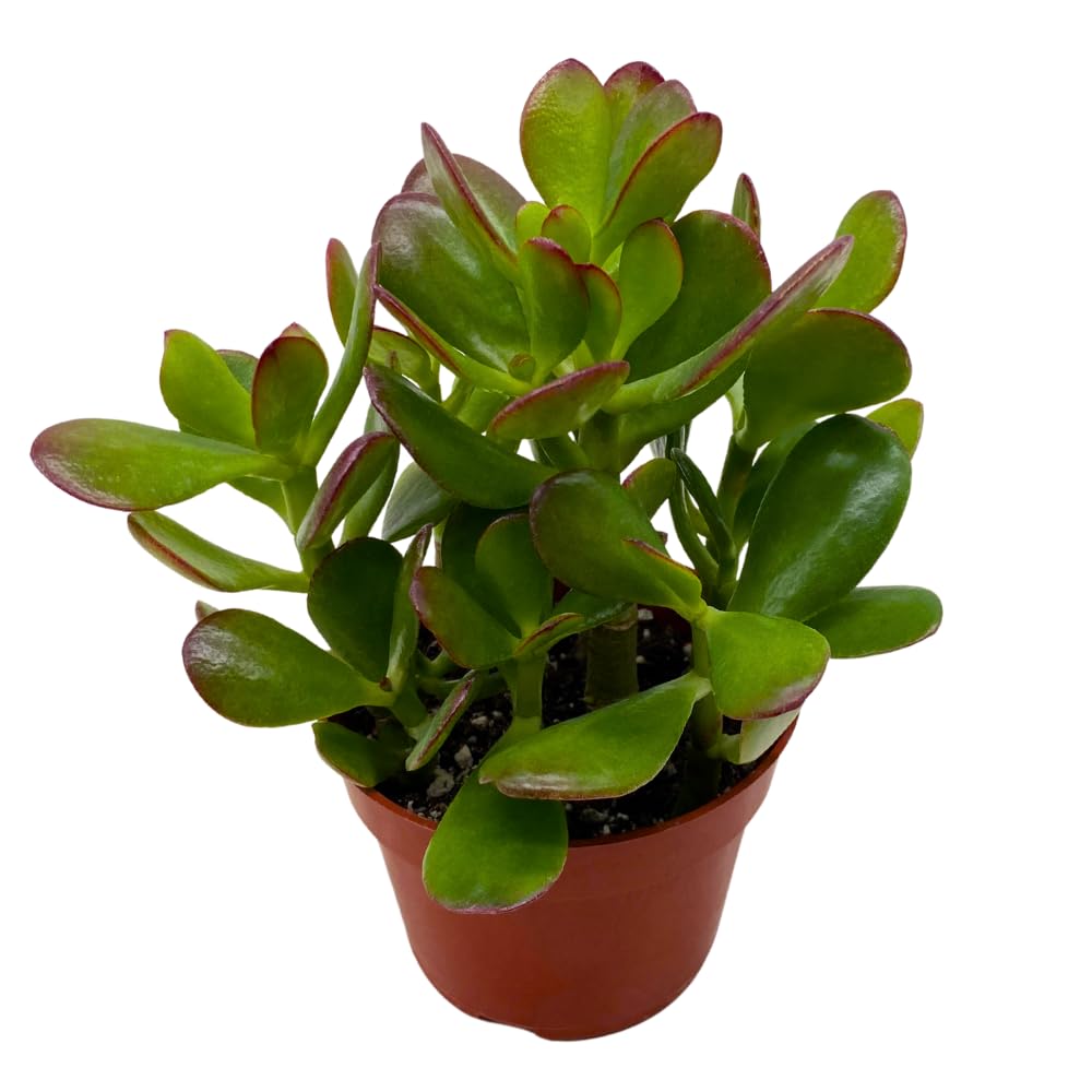 BubbleBlooms Jade Succulent in 4 Inch Pot