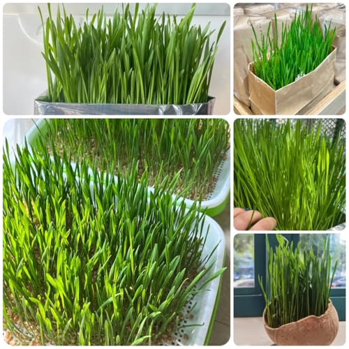 semillas de para gatos de salón gatos orgánicas de lecho en resistentes de pasto ornamental de pasto 50pcs