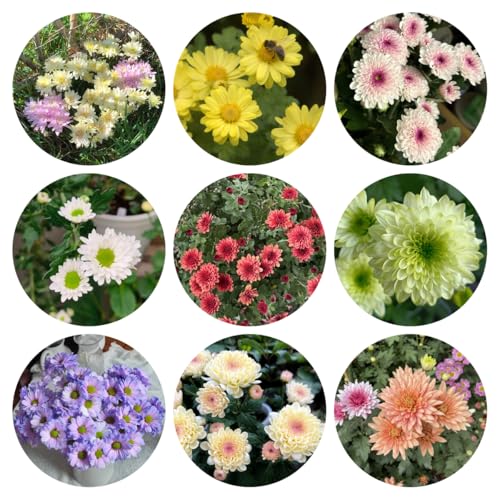 semi di margherita - resistenti balcone 450pcs