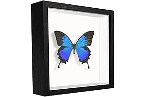 5x5 Shadow Box Frame Display Case: Preserve Your Prized Memories