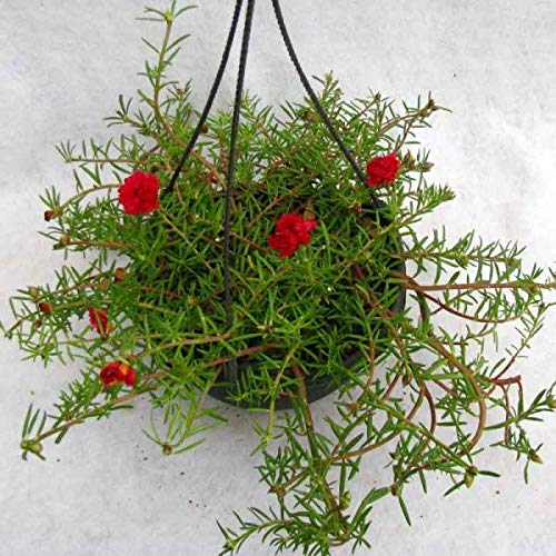 Portulaca flower plant live red (B0C376P9W3) Amazon Price History, Amazon Price Tracker