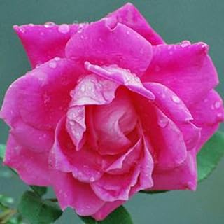 Perennial Farm Marketplace (Pink Double Knockout Rose) Flowering Shrub, Size-#3 Container, Rosy Colored Blooms