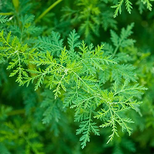 Qauzuy Garden 1000 Seeds Sweet Wormwood Annie Sagewort Common Mugwort Artemisia Vulgaris Seeeds Non-Gmo Seeds Fragrant Herb Hardy Drought-Tolerant #TOP1