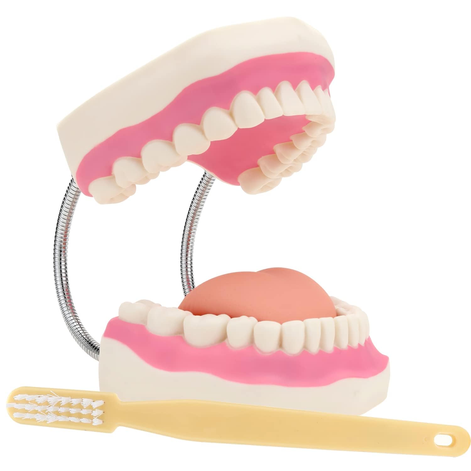 Myaskro® ✮ Dental Teaching Model ✮ 6 Times Enlarged With Soft Tongue And Flexible Metal Hinge (B0CN2S7M83) Amazon Price History, Amazon Price Tracker