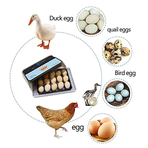 Küken-Ei-Inkubator, Enten-Ei-Inkubator für 15 Eier, vollautomatischer Hatcher, Geflügel-Brutmaschine, Egg Hatcher… – Bild 6