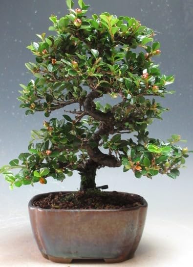 Amazon.co.jp: 盆栽 実付き！紅紫檀/ベニシタンの鉢植え盆栽（3461