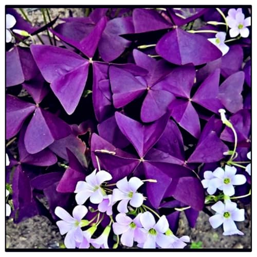 Bulbi di Oxalis | Leggero,Tenero, Naturale,Fresco, Spontaneo, Elegante, Oxalis bulboso -15 Bulbi
