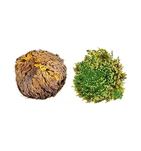 WLM Rosa de Jericó Cover