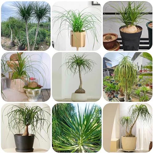 Semillas de plantas de pata de elefante, semillas de árboles bonsái. semillas de Árboles semillas de jardín de fácil cultivo sala de estar con plantas en macetas florero permanente 120pcs