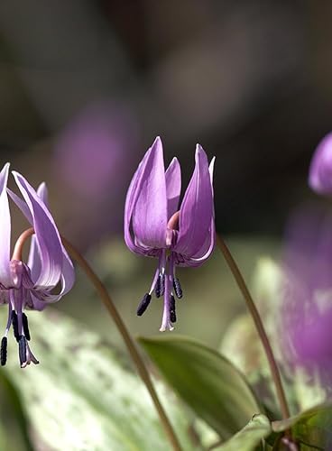 カタクリの球根, 5球、開花見込球、裸でおくりますのサムネイル