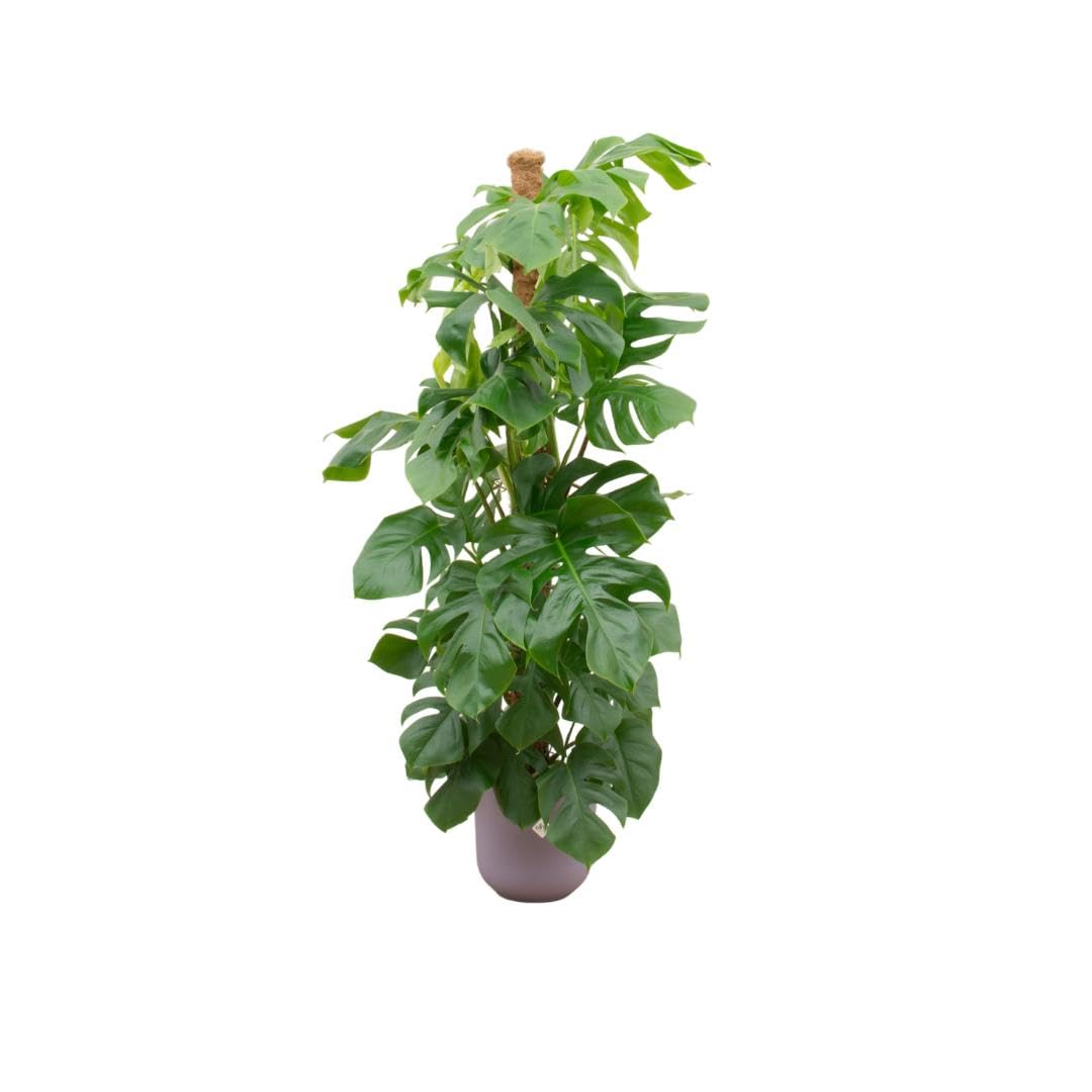 Monstera Pertusum XL con maceta elho Jazz Round lila de 150cm para decoración de interiores