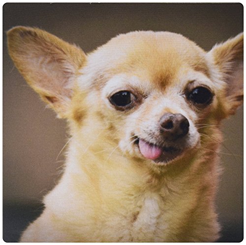 3dRose LLC 8 x 8 x 0.25 Inches Mouse Pad, toothless Chihuahua Dog Santa Fe New Mexico Julien Mcroberts (mp_92682_1) [sAi]